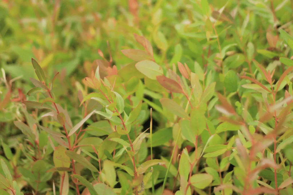 Green and red Australian indigenous plants