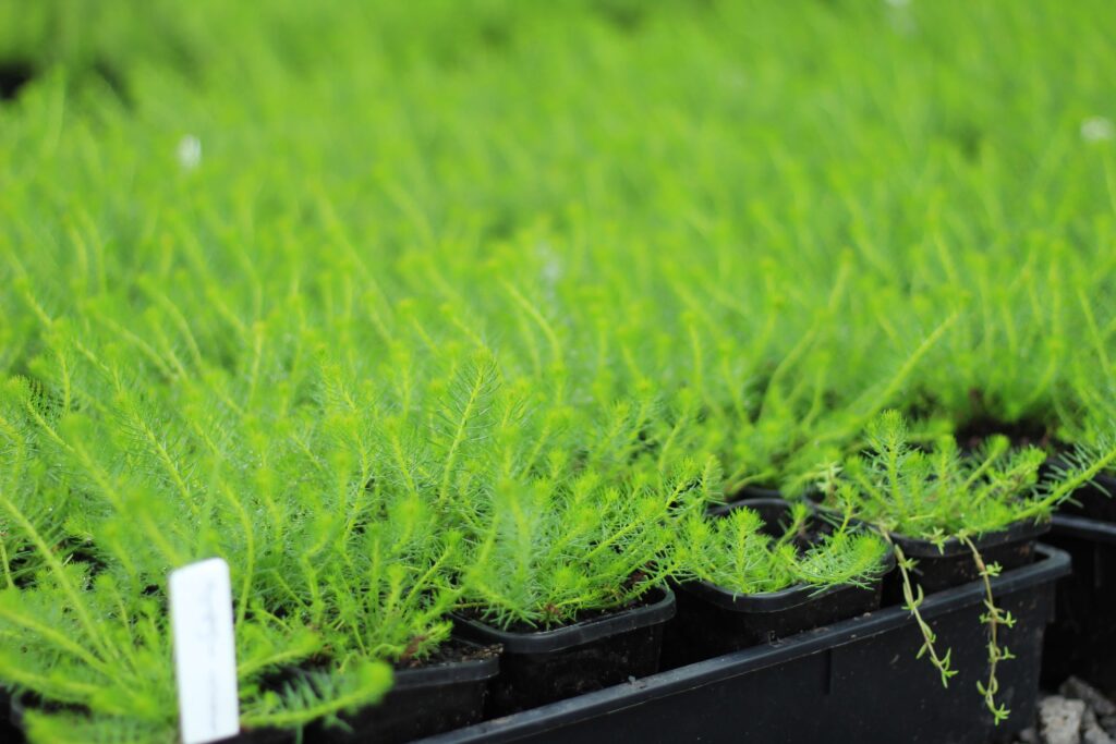 Bright green aquatic plants sitting in small black pots