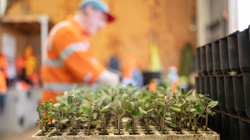 An ecoDynamics male nursery member holding a tray of small Australian native plants while smiling at the camera