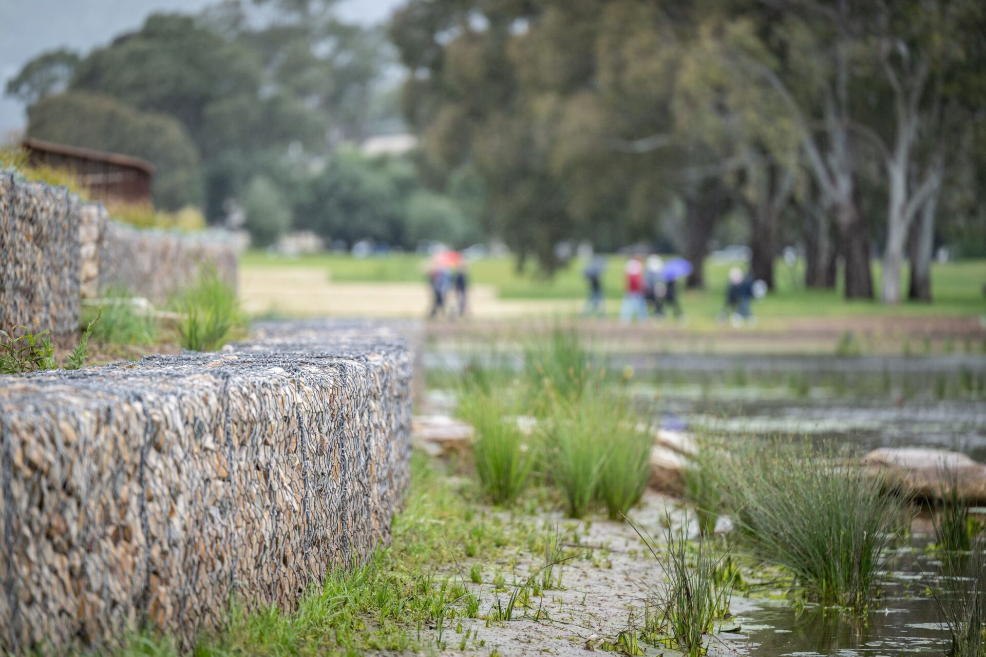 South Parklands native plants