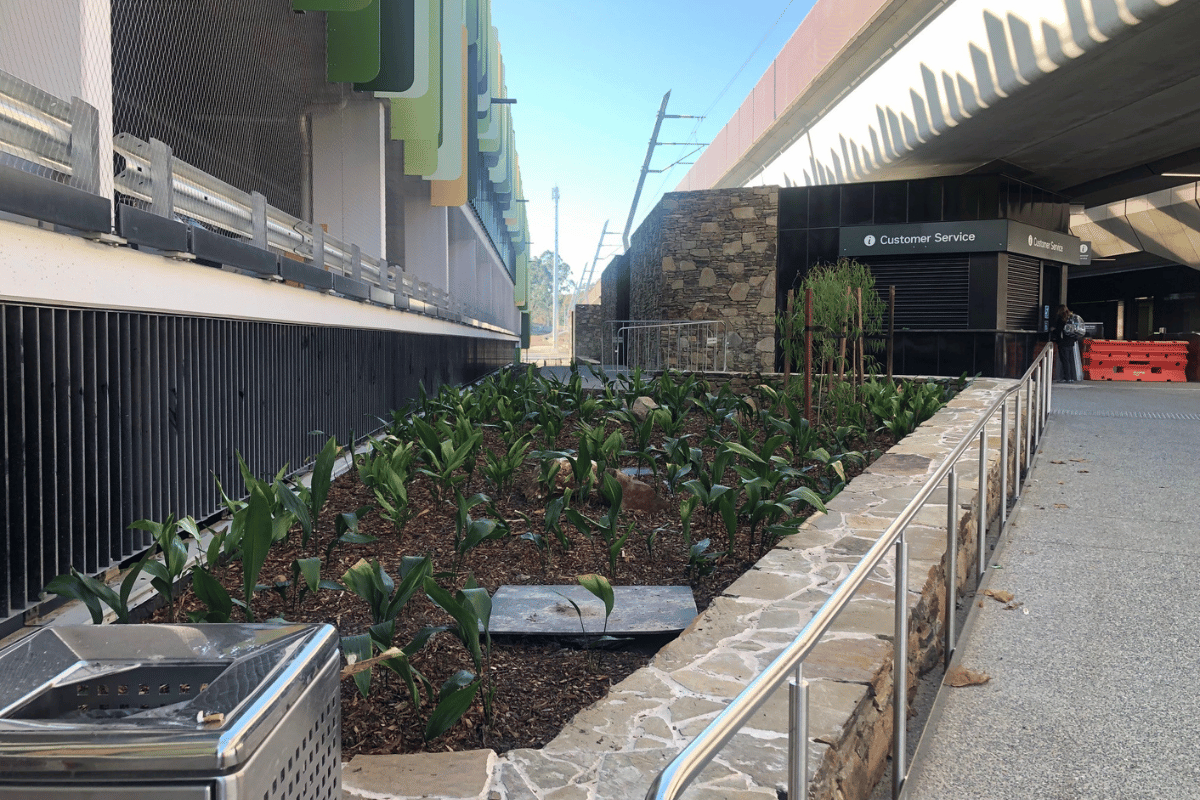 Finishing plantings and landscaping by ecoDynamics landscaping at the level crossing removal project.