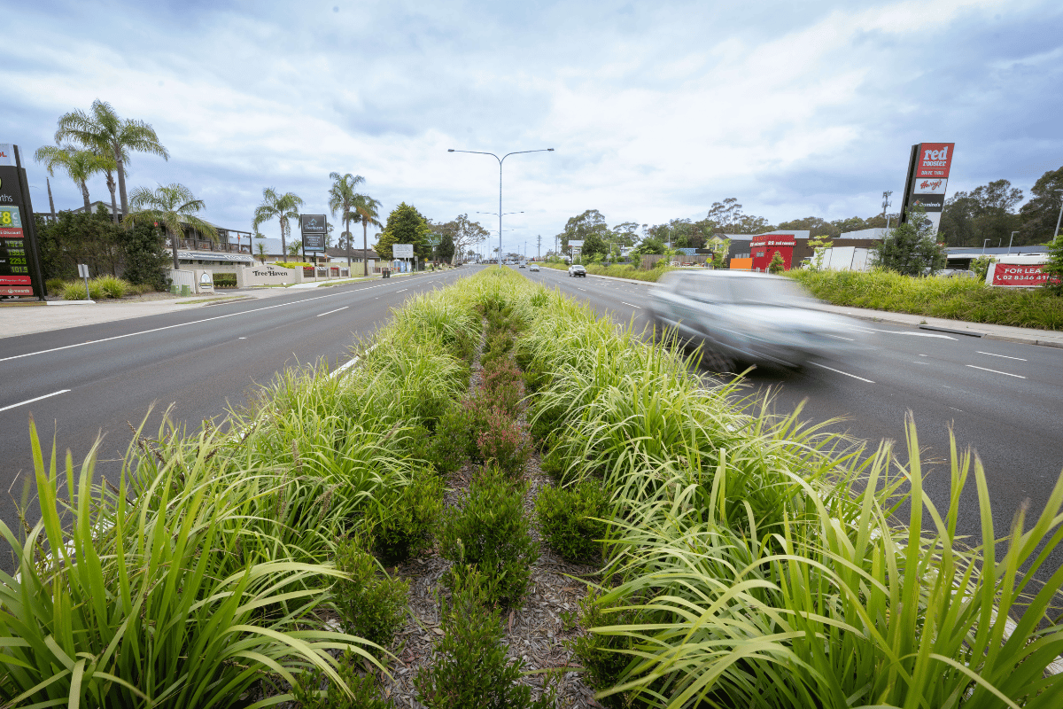 Berry to Bomaderry native shrubs in the middle of the road