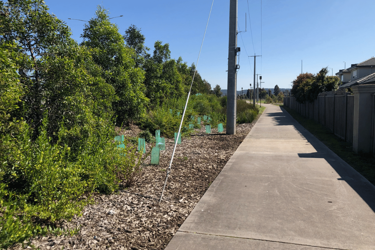 A path showing trees planted by ecoDynamics at Cardinia Road