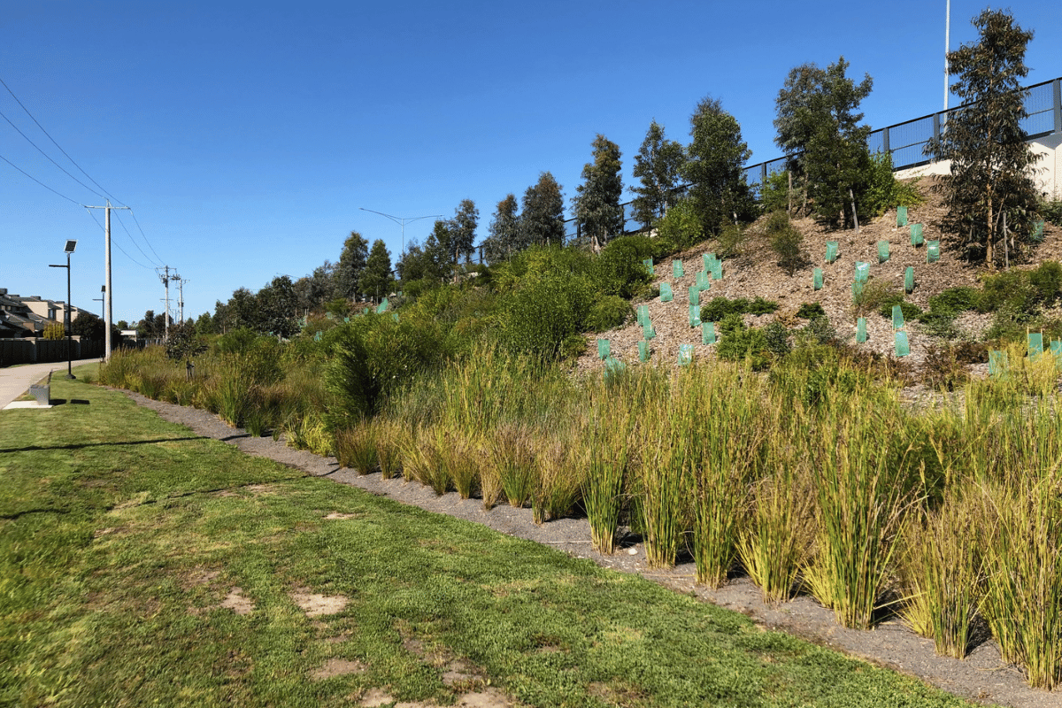 Large and small native trees planted by ecoDynamics at Cardinia Road Rail Project