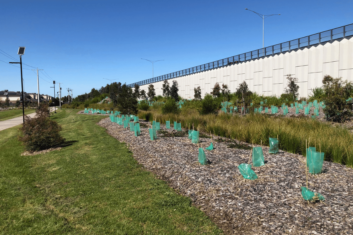 ecoDynamics plantings at the Cardinia Road Rail Project