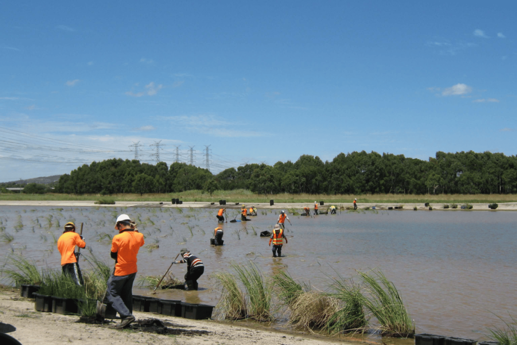 ecoDynamics workers doing revegetation of a landscape