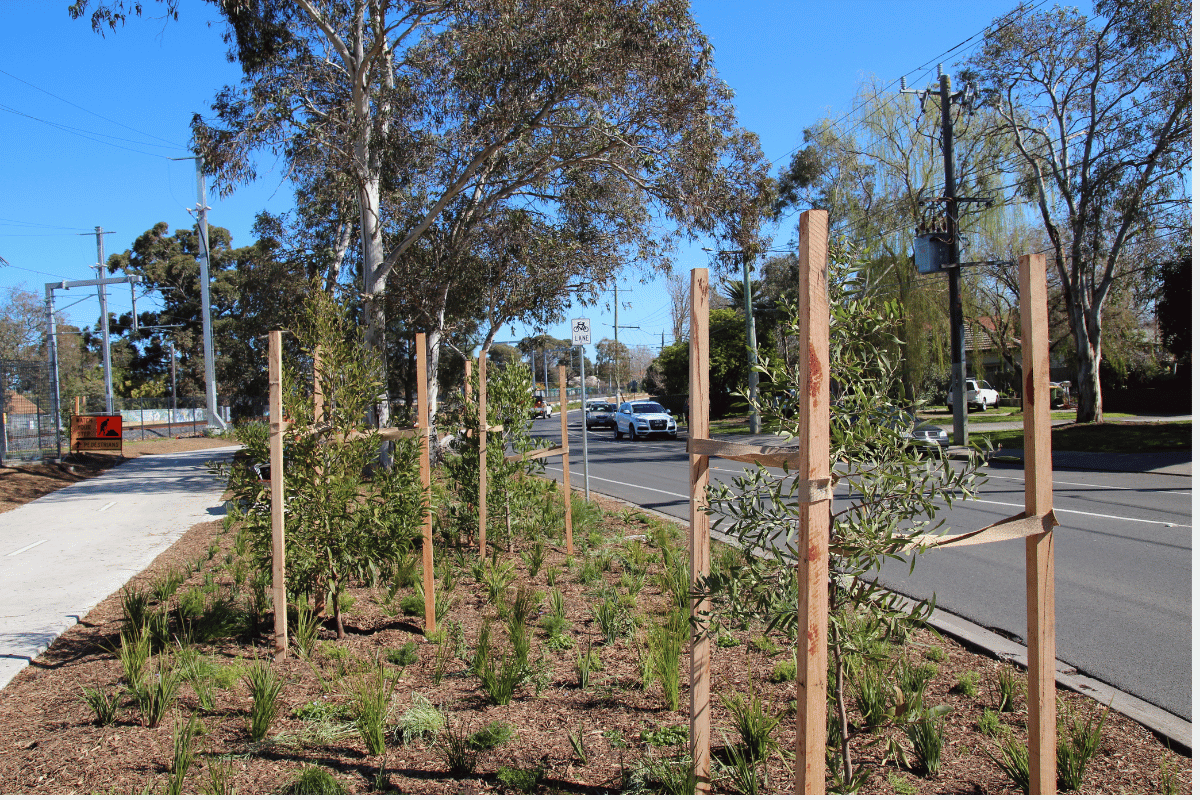 Australian Native plants by the Grange Road Level Crossing Removal project
