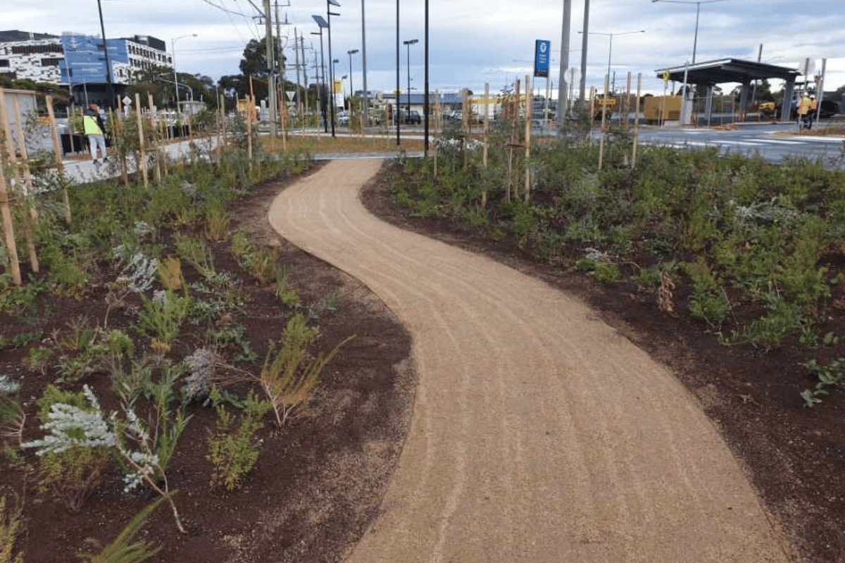 A path with plants either side that were grown and planted by ecoDynamics