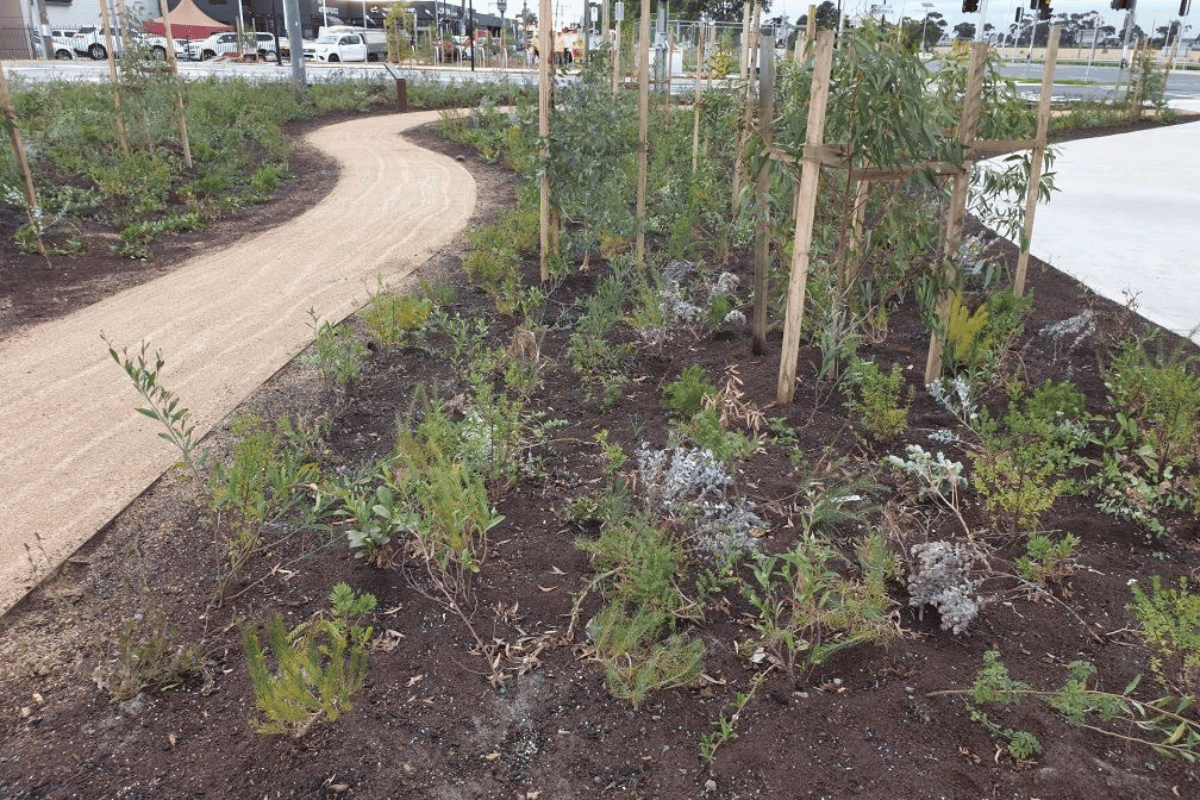 Australian native plants planted in a landscape