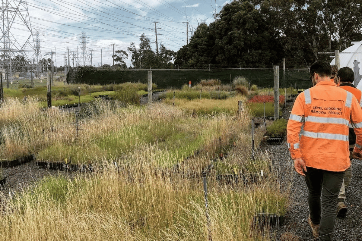 Native plants and shrubs planted at the Old Geelong Road Rail Project