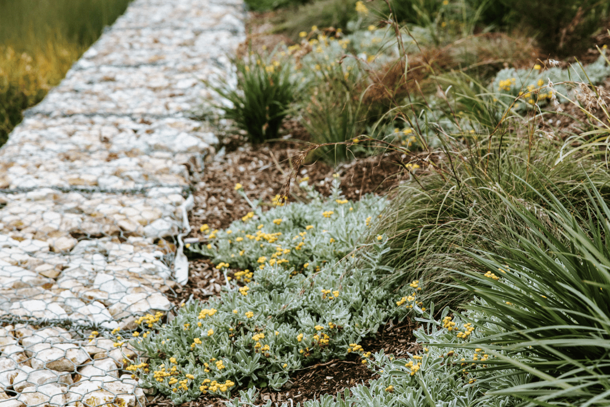 Discover the Tonsley Wetlands Project