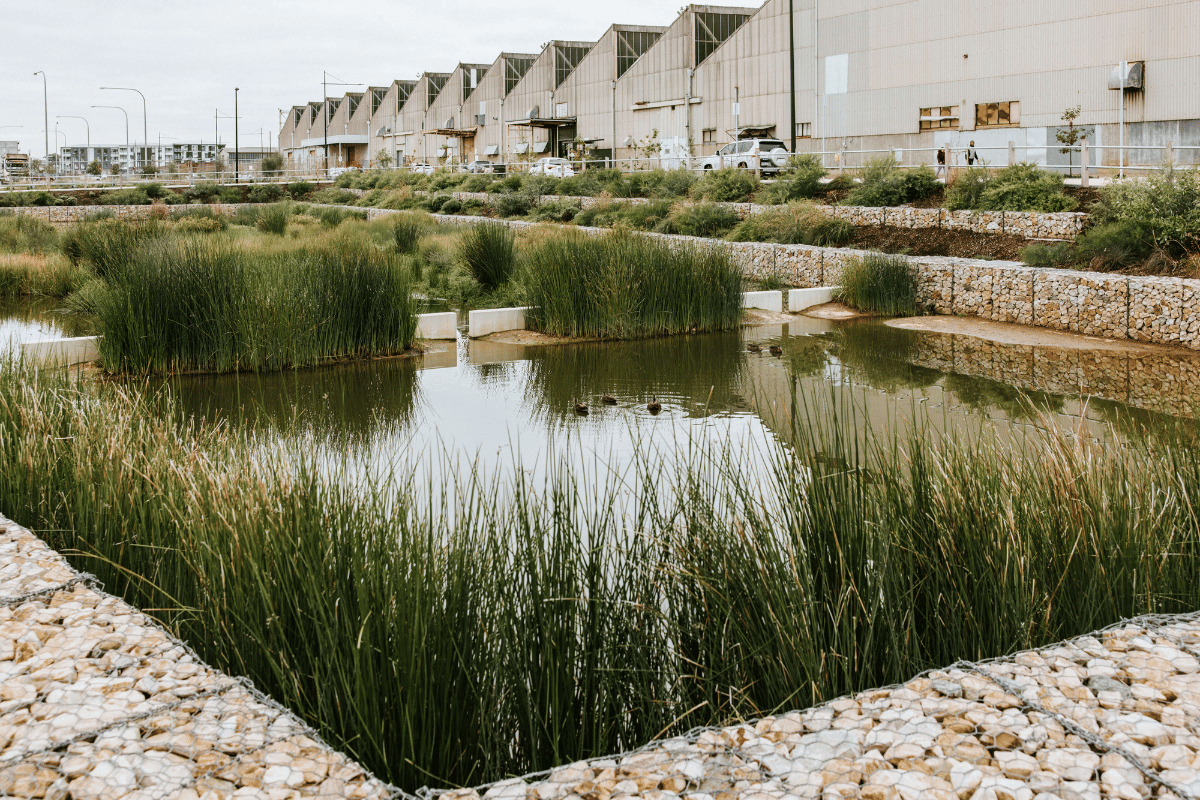 Tonsley Wetlands Project that ecoDynamics landscaped