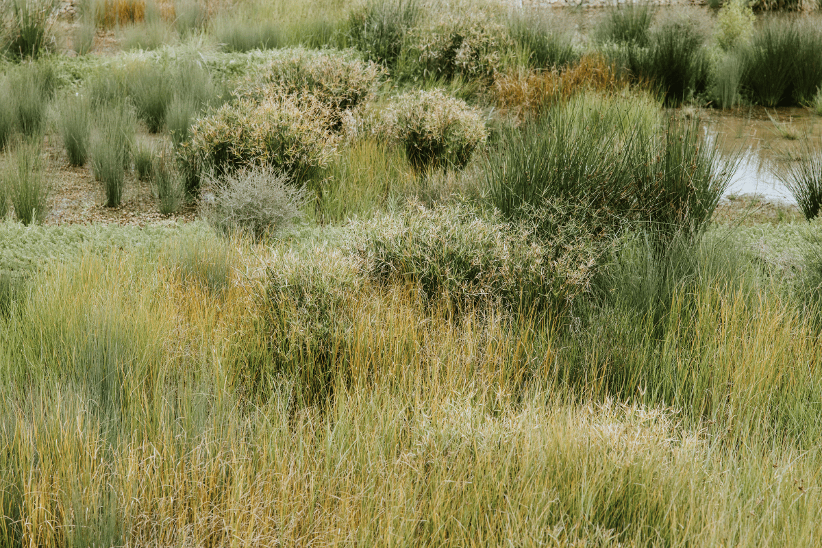 wetlands and grasses at the Tonsley Wetlands Project